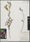 Foto von Salix acmophylla Boiss.